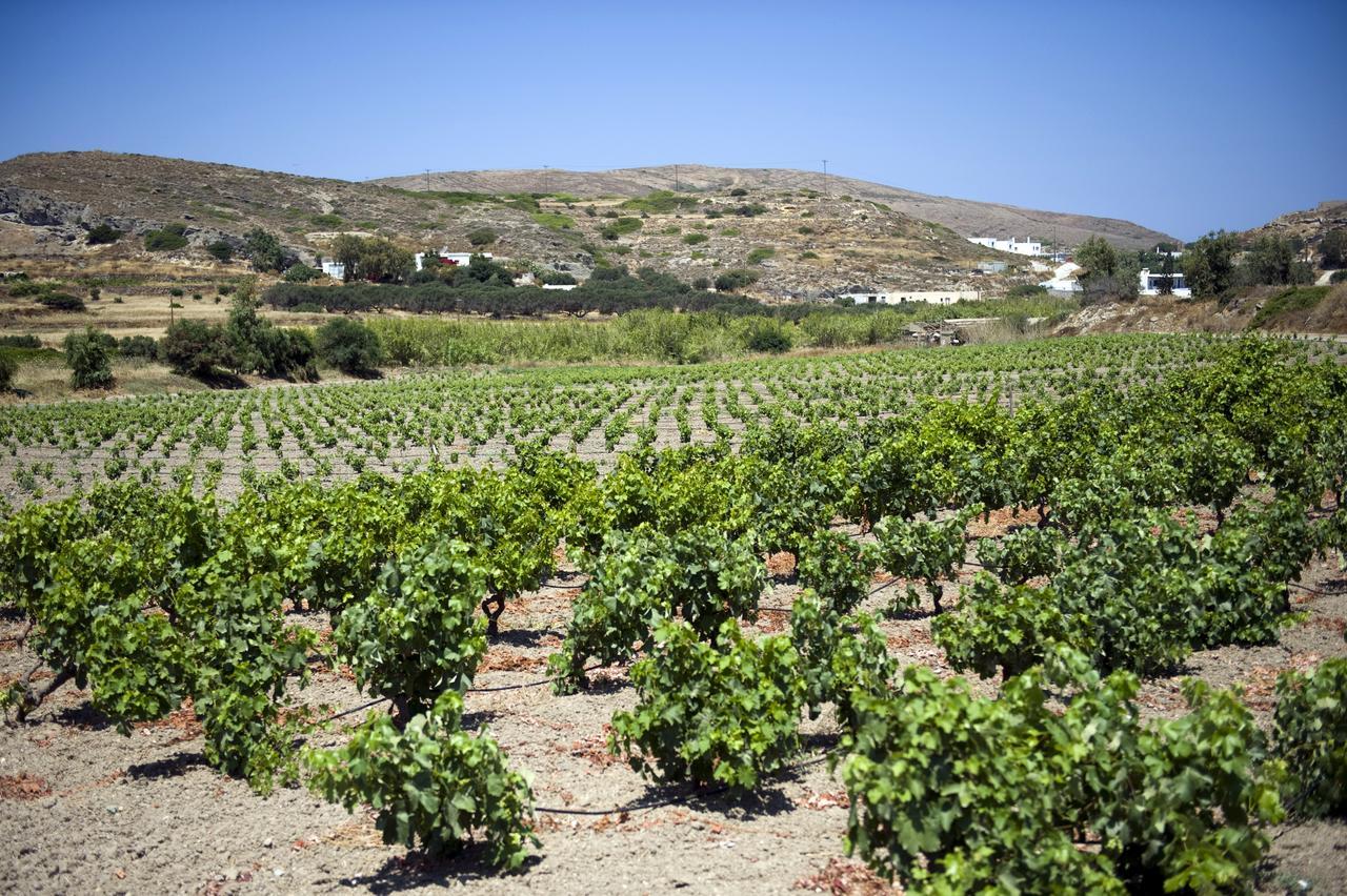 منزل الضيف بولونيا  في Kostantakis Winery Estate المظهر الخارجي الصورة